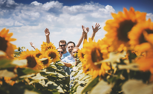 Closeup of group of friends running through a sunflower field on a sunny summer day. There are two girls and two guys, all in their 20's. They are looking at camera and laughing. Toned image.