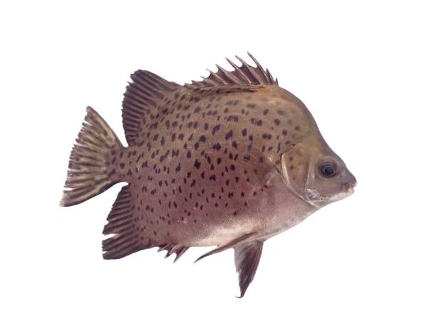 istock Beautiful spotted fish swimming on white 671608104