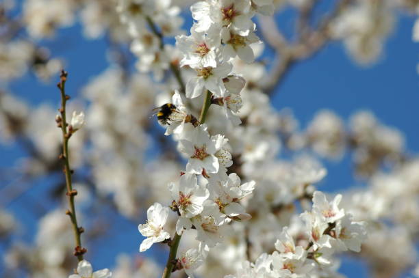 istock Almond blossom with bee / bumblebee - Spain 671608416