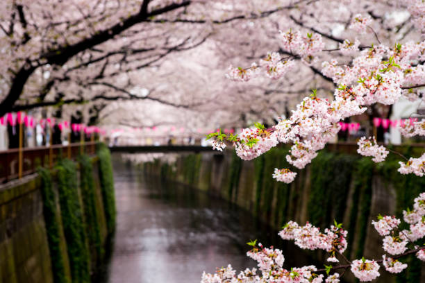 istock hanami in meguro river tokyo japan 2017 671608536