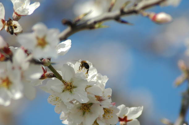 istock Almond blossom with bee / bumblebee - Spain 671611376