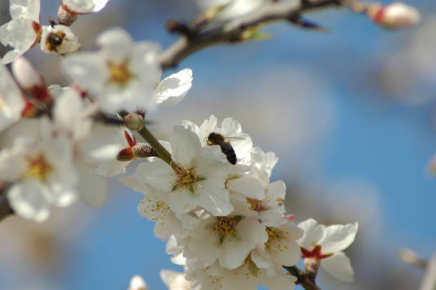 istock Almond blossom with bee / bumblebee - Spain 671611540