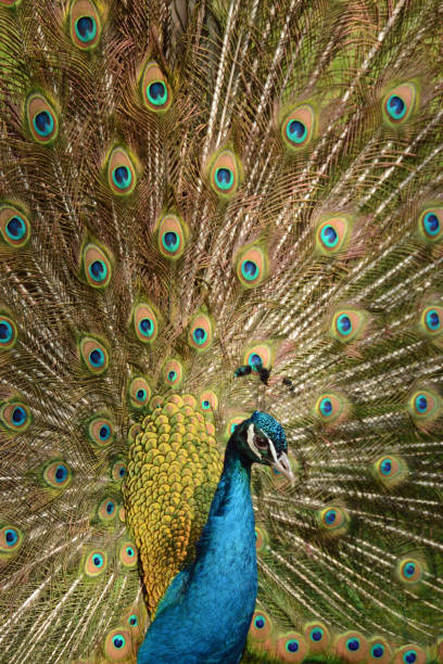 istock Indian Peafowl head with courting Feathers 671611714