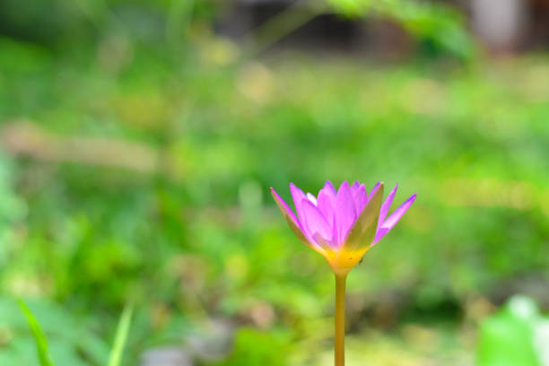 Pink lotus flower