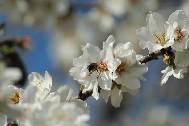 istock Almond blossom with bee / bumblebee - Spain 671615030