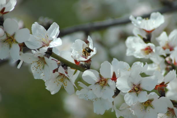 istock Almond blossom with bee / bumblebee - Spain 671616338