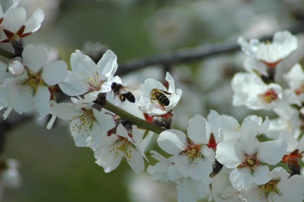 istock Almond blossom with bee / bumblebee - Spain 671616396
