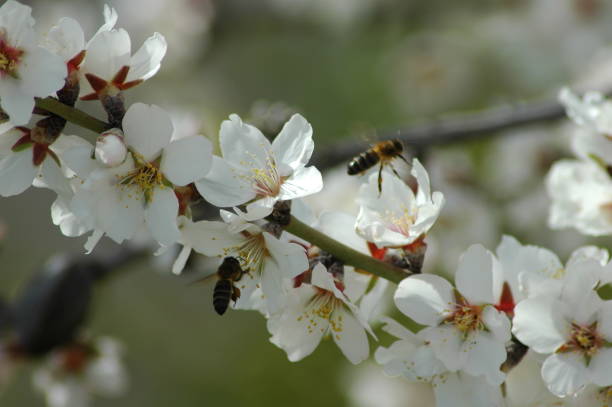 istock Almond blossom with bee / bumblebee - Spain 671616542