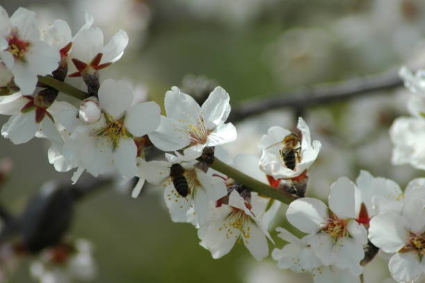 istock Almond blossom with bee / bumblebee - Spain 671618894