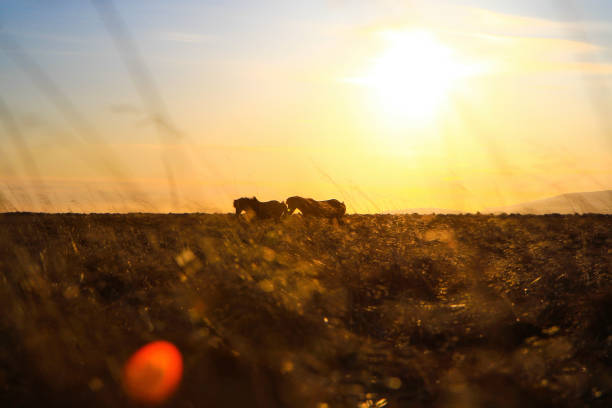istock Iceland horses in the sunset 671619040