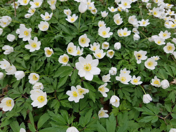 istock Bush windroaches; Anemone, nemorosa; 671622610