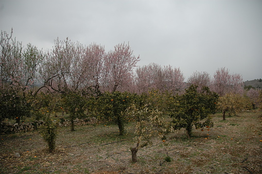 Almond, Almonds, Flowers, Spain, Tree