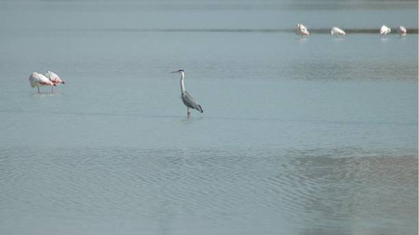 istock Egrets on the Mediterranean in Spain 671626866