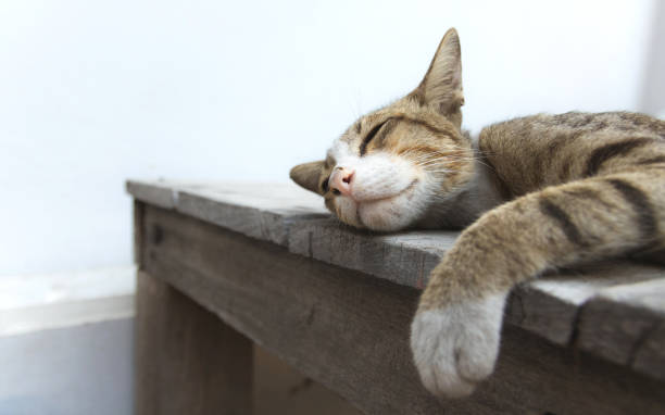 istock Cute cat is sleeping on wooden table. 671629344