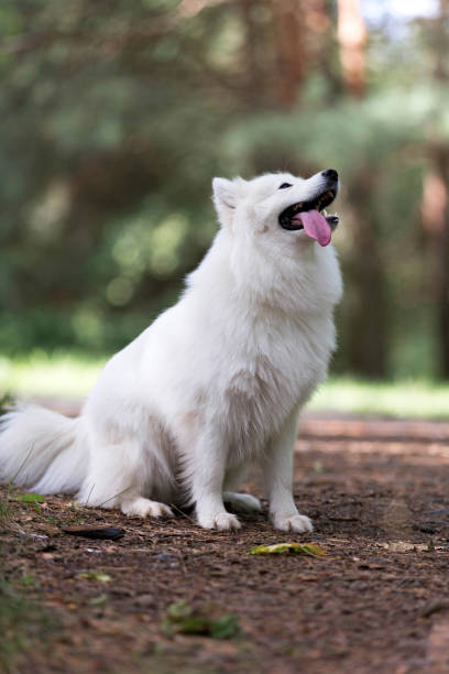 istock Samoyed dog in the city park. 671629526