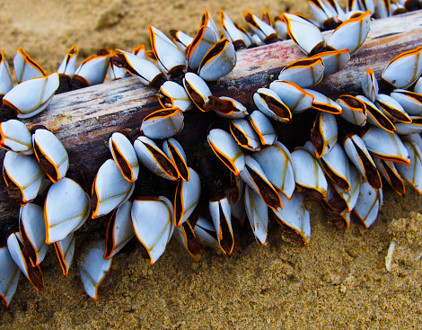 Close up of goose barnacles, sea shell attached at wood log on seashore