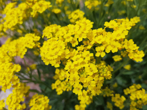 istock Golden; Alyssum; saxatile 671631352