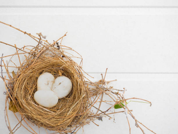 istock close up bird nest with three white stone on white background and copy space 671631548