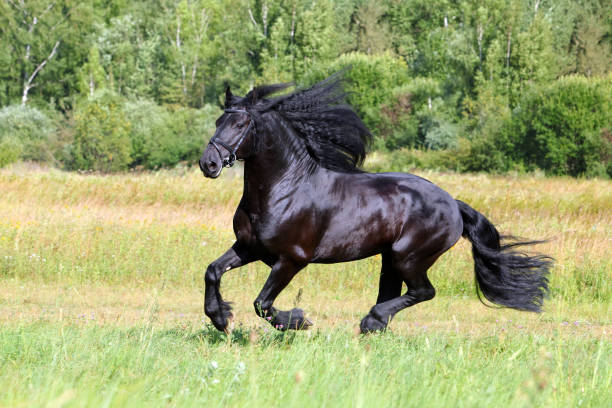 istock Friesian stallion run in green fields 671631826