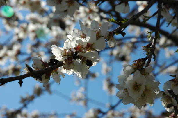 istock Almond blossom in Spain 671633912