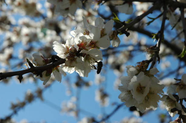 istock Almond blossom in Spain 671634124