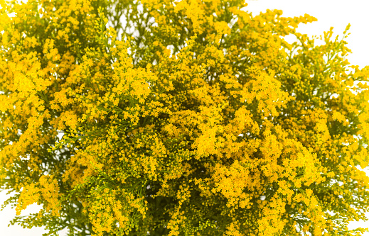 koelreuteria yellow