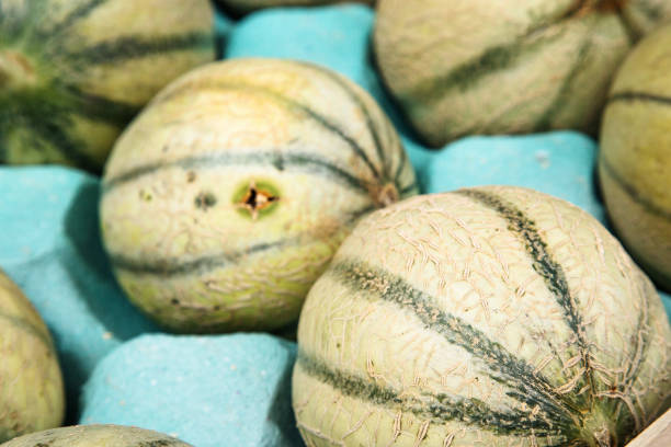 A delicious small ripe melon on a soft colored table