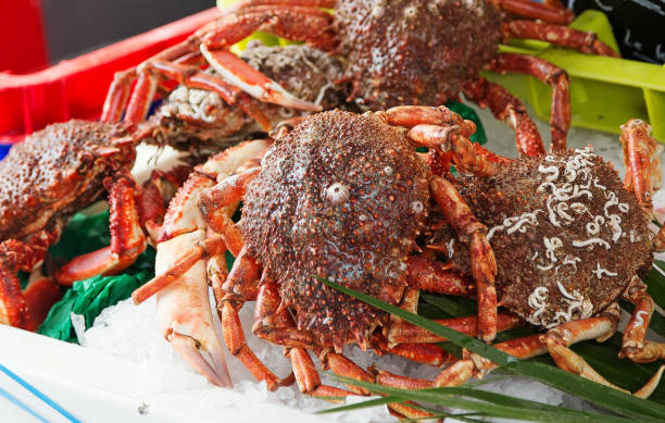 Spider crabs for sale at French provincial market Spider crabs for sale at French provincial market decapoda stock pictures, royalty-free photos & images