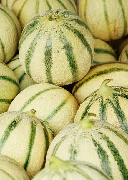 Charentais melons at farmer's market