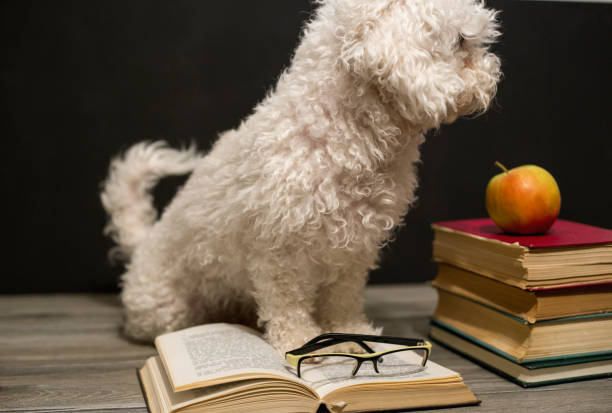 Dog reading book isolated on white background Dog reading book isolated on white background dog ate my homework stock pictures, royalty-free photos & images