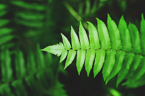Fern leaves as a natural fresh, green background