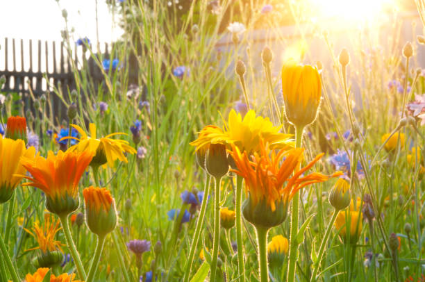 istock Garden flowers at sunrise 671649918