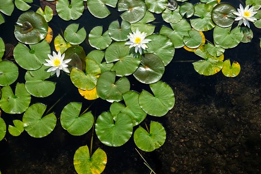 Top view of water lilies with white flowers in a pond in Japan