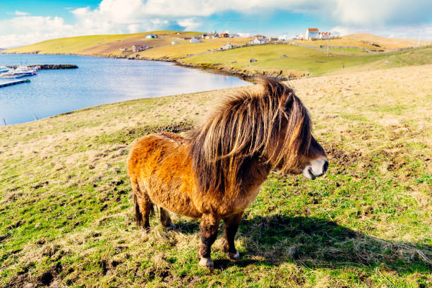 шетландский пони на западной бурре на шетландских островах шотландии - shetland islands стоковые фото и изображения