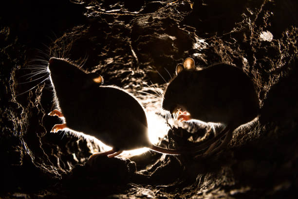 apodemus sylvaticus mouse (madeira) - mouse rodent animal field mouse - fotografias e filmes do acervo