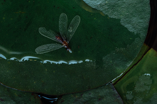 Dead insect mosquito on water lily leaf in lake, macro. Transparent wings.