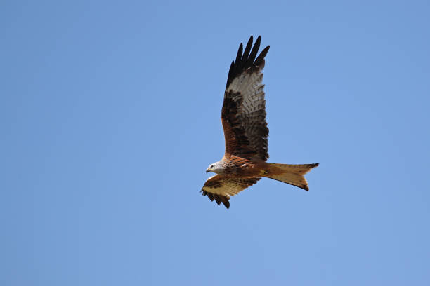 istock Bird of prey in flight 671659254