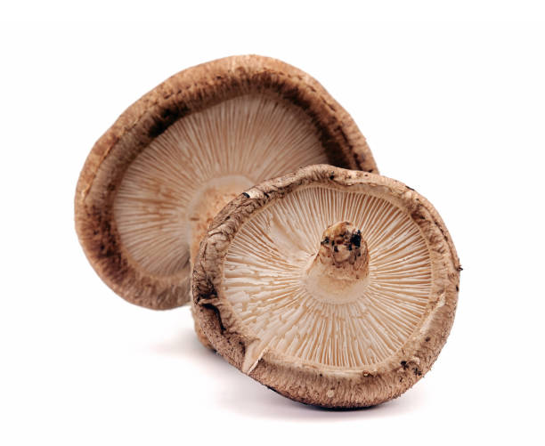 istock Shiitake mushroom on the White background 671662602