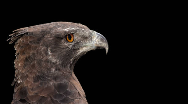 istock Portrait of a martial eagle 671663420