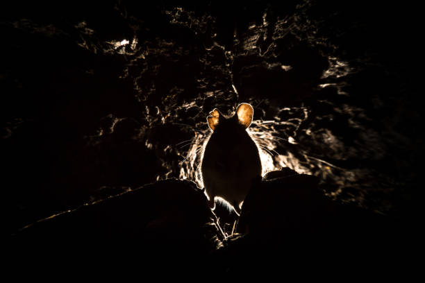 Wood Mouse (Apodemus sylvaticus) Underground picture of mouse wild mouse stock pictures, royalty-free photos & images