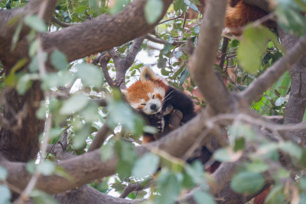 istock Red panda sleeping on the branches of a tree, Ailurus fulgens 671663766