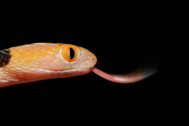istock Portrait of an Eastern tiger snake 671663828