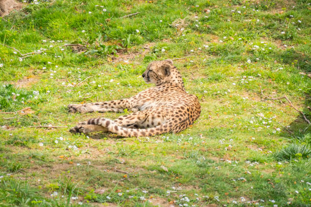3D rendering of a hunting cheetah isolated on white background