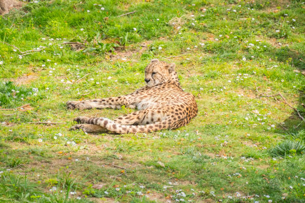 A detailed close-up image of a cheetah resting on lush grass, highlighting its magnificent spotted coat and serene behavior.