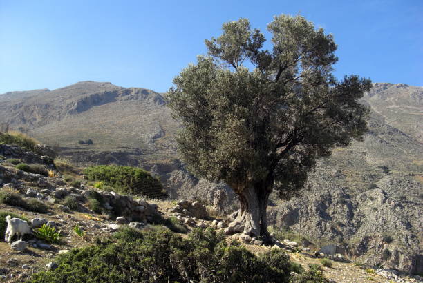 istock A scene from the island Crete in Greece 671664360