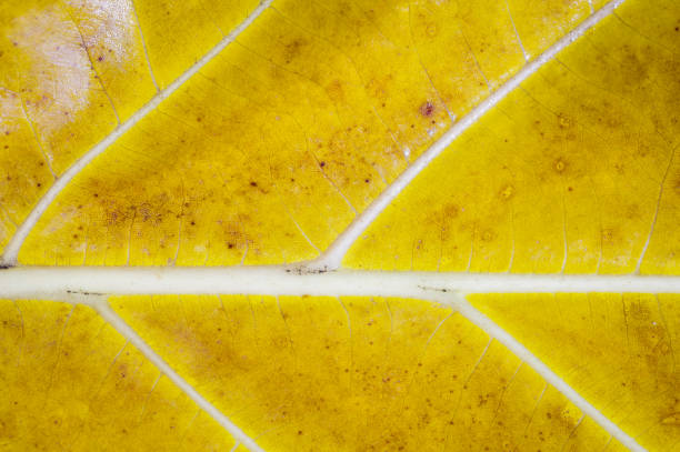 istock Closeup of yellow leaf, like fish bone. 671667912