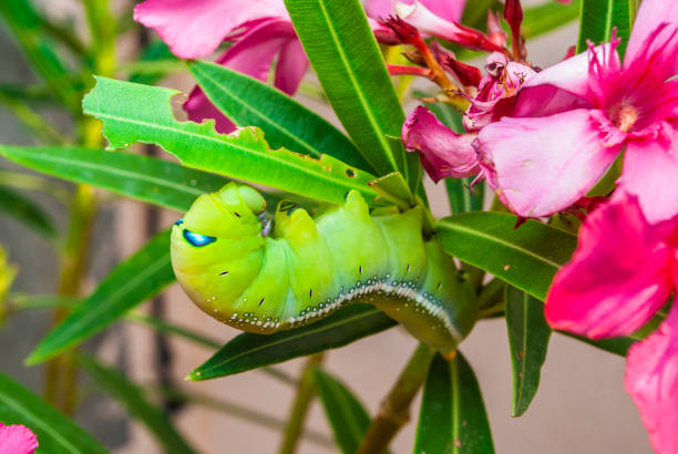 Green Caterpillar [Daphnis nerii] on Sweet Oleander [Nerium oleander] Green Caterpillar  oleander hawk moth stock pictures, royalty-free photos & images