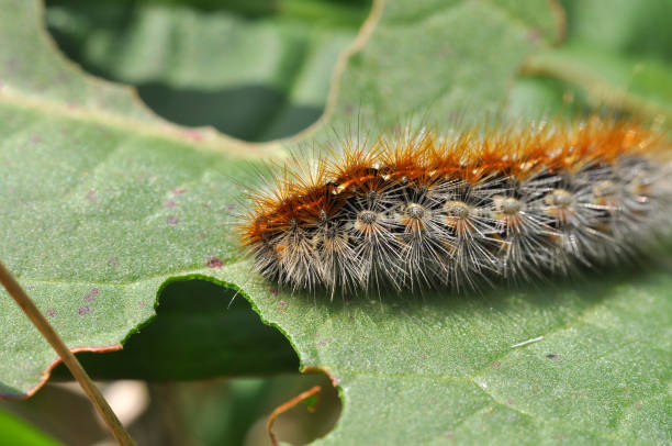 istock Caterpillar feeding on a leaf in garden and make damage. 671673554