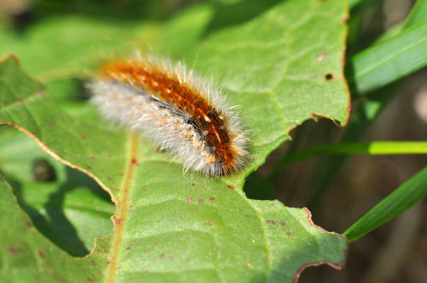 istock Caterpillar feeding on a leaf in garden and make damage. 671673650