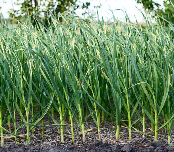 istock some garlic bulbs with tops on the ground 671673790